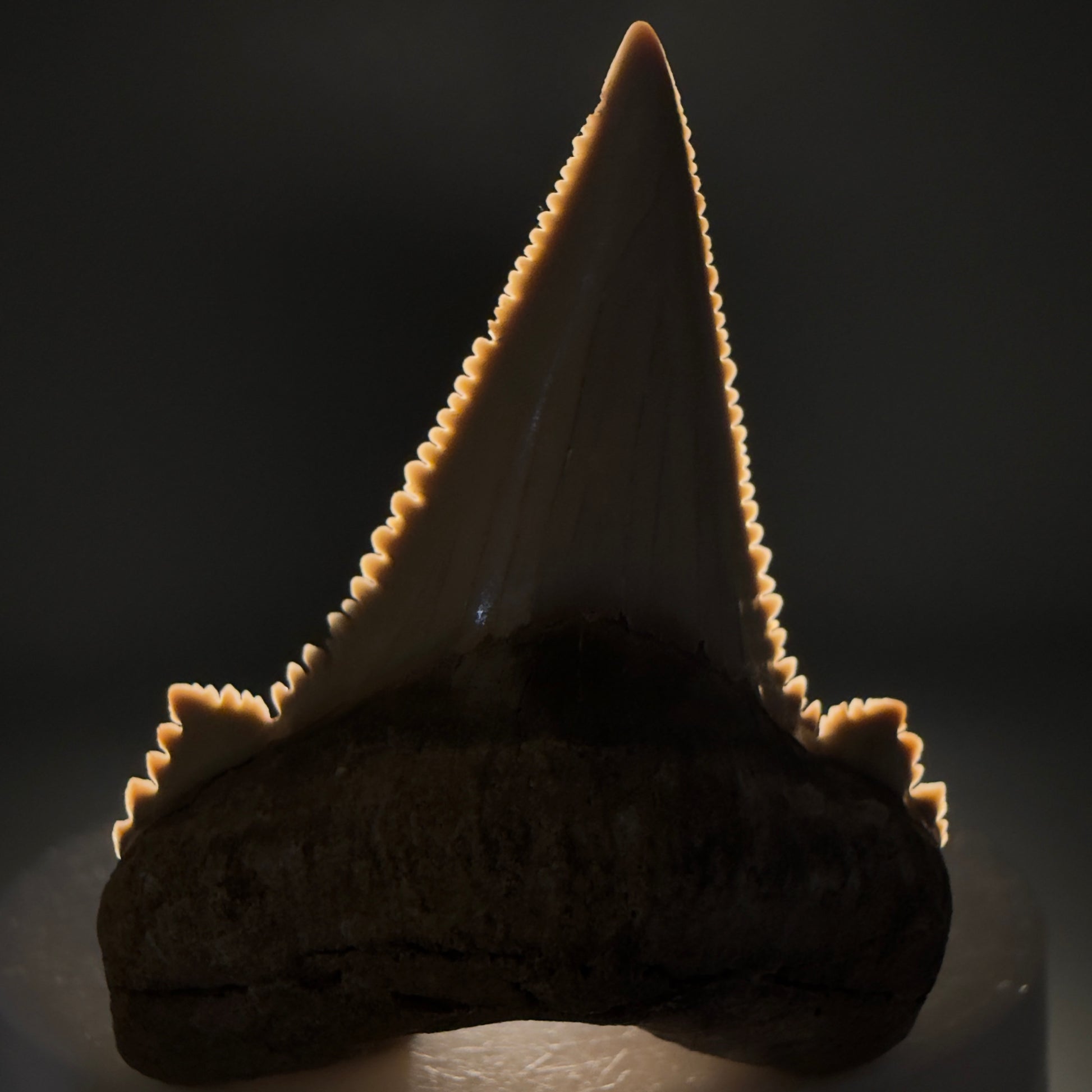 Front View Sharply Serrated 1.97" Carcharocles auriculatus Shark Tooth Fossil - Central Kazakhstan AU403 - 3