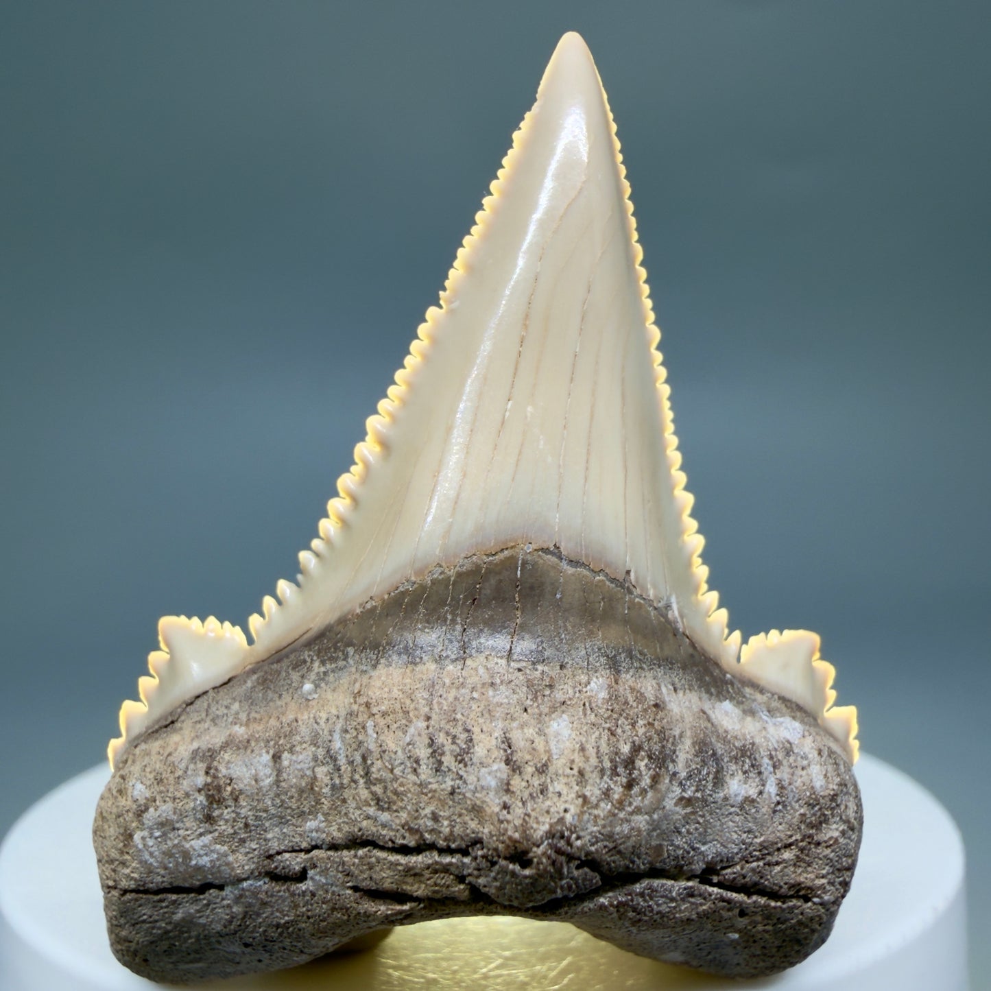 Front View Sharply Serrated 1.97" Carcharocles auriculatus Shark Tooth Fossil - Central Kazakhstan AU403 - 4