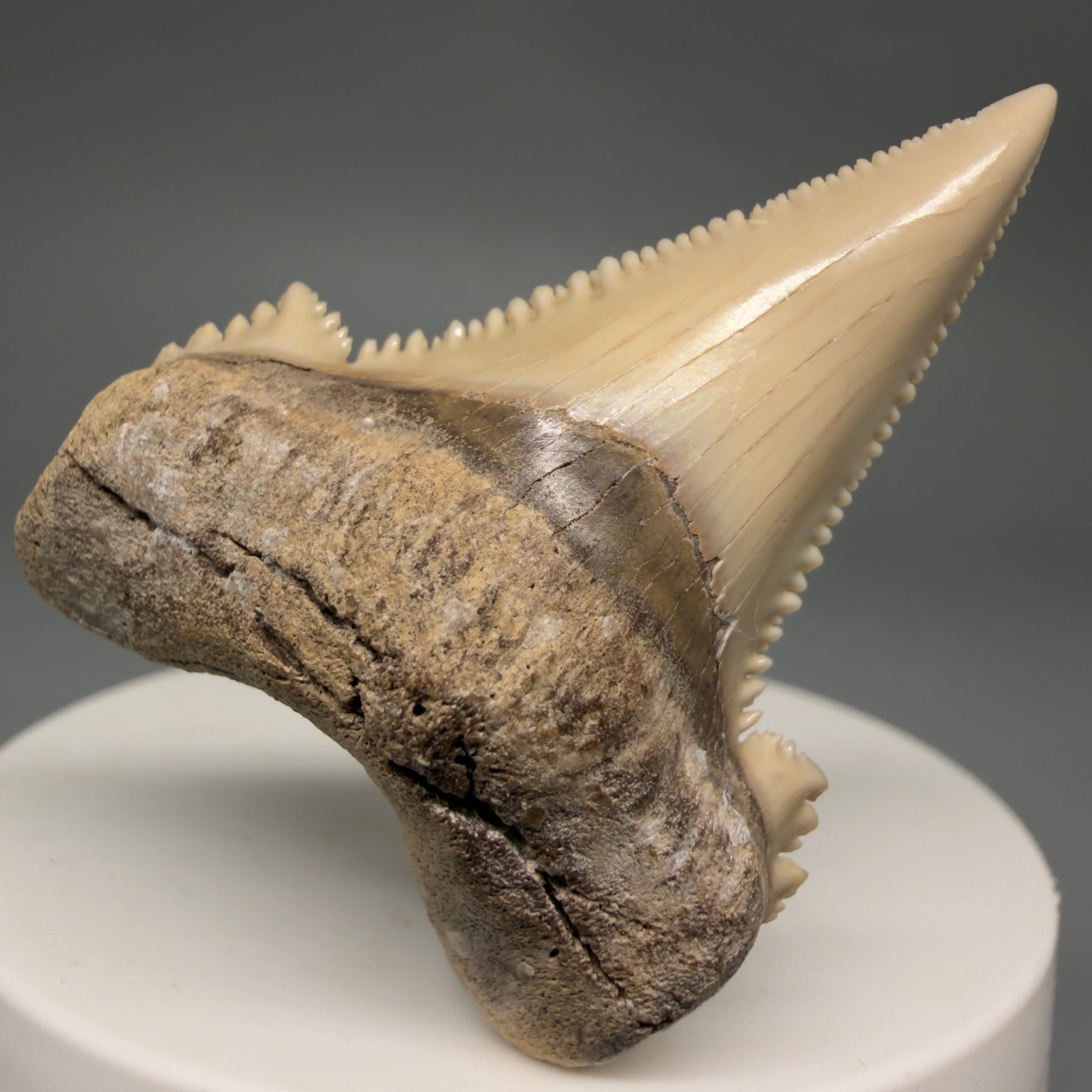 Front View Sharply Serrated 1.97" Carcharocles auriculatus Shark Tooth Fossil - Central Kazakhstan AU403