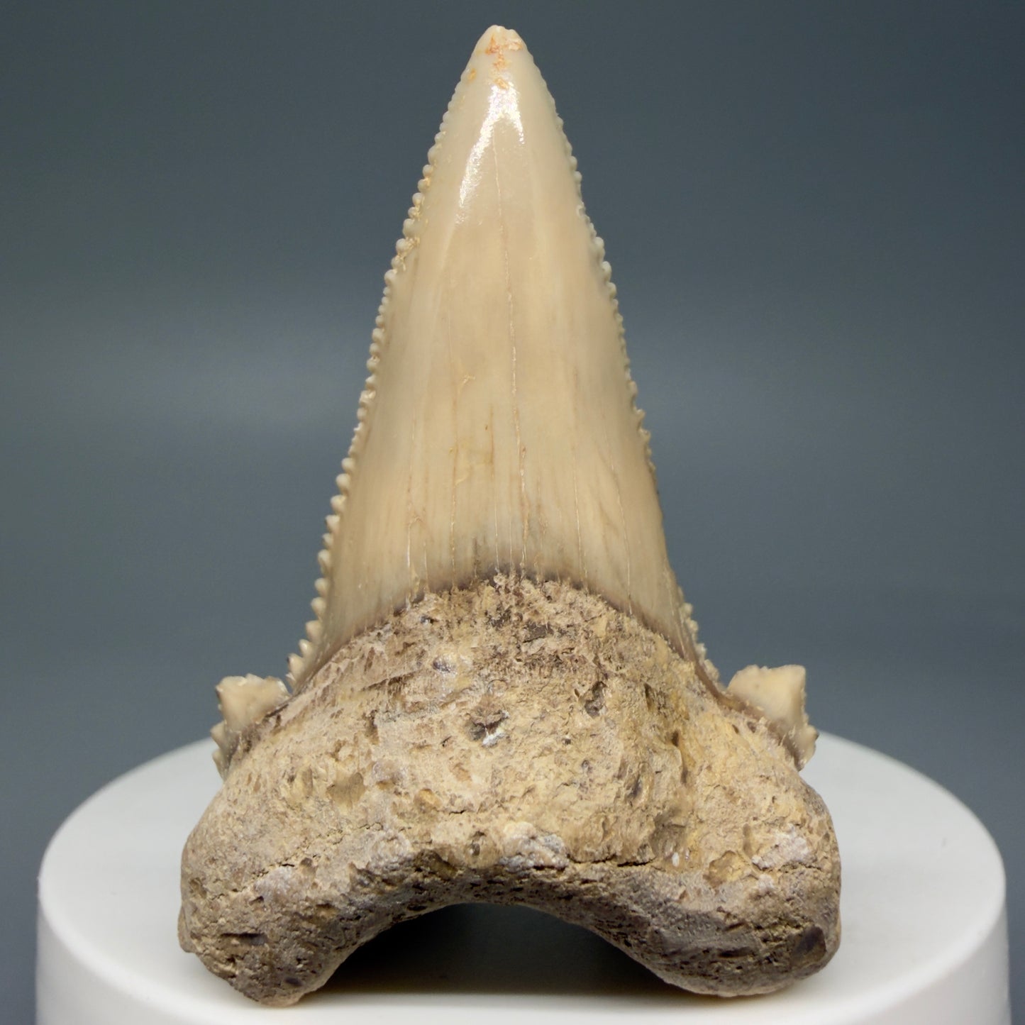 Front View Sharply Serrated 2.04" Carcharocles auriculatus Shark Tooth Fossil - Central Kazakhstan AU390