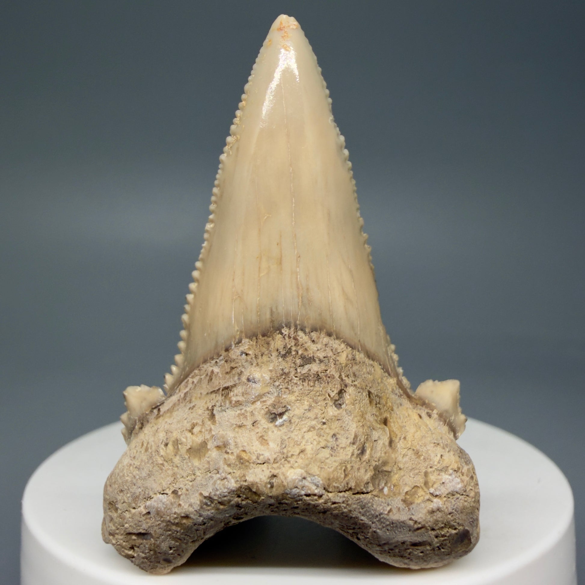 Front View Sharply Serrated 2.04" Carcharocles auriculatus Shark Tooth Fossil - Central Kazakhstan AU390