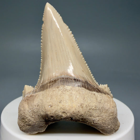 Front View Sharply Serrated 2.22" Carcharocles auriculatus Shark Tooth Fossil - Central Kazakhstan AU391
