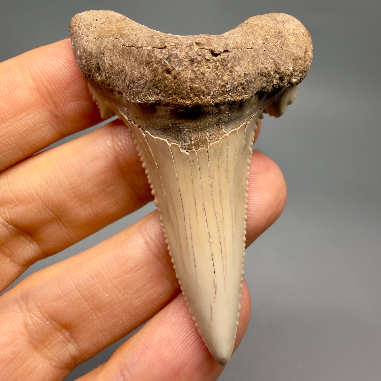 Front View Sharply Serrated 2.37" Carcharocles auriculatus Shark Tooth Fossil - Central Kazakhstan AU404 - 1