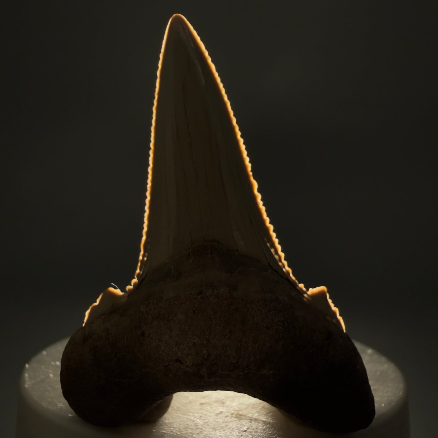 Front View Sharply Serrated 2.37" Carcharocles auriculatus Shark Tooth Fossil - Central Kazakhstan AU404 - 2