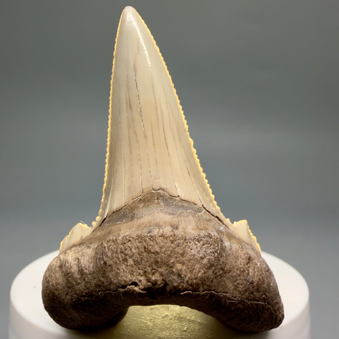 Front View Sharply Serrated 2.37" Carcharocles auriculatus Shark Tooth Fossil - Central Kazakhstan AU404 - 3