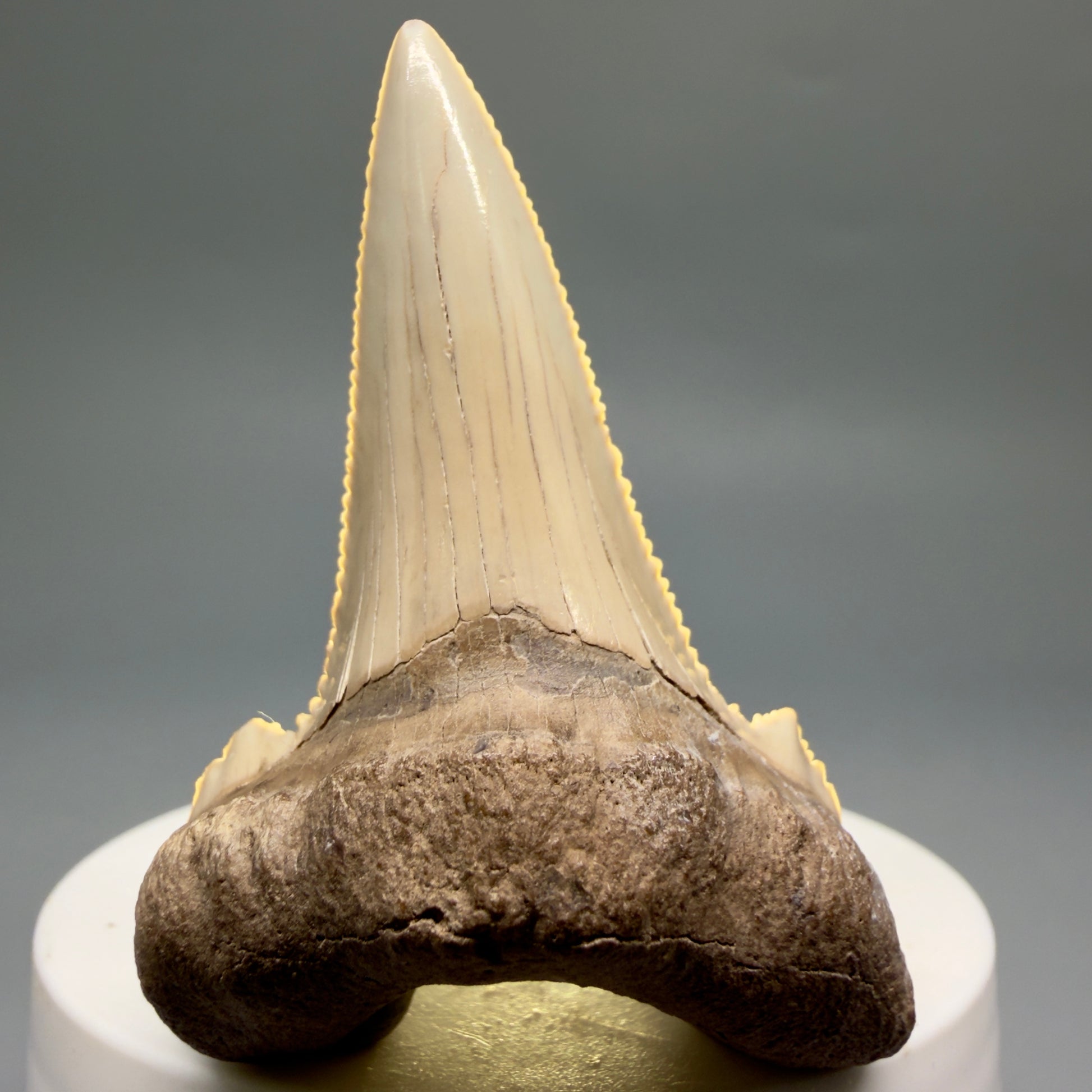 Front View Sharply Serrated 2.37" Carcharocles auriculatus Shark Tooth Fossil - Central Kazakhstan AU404 - 3