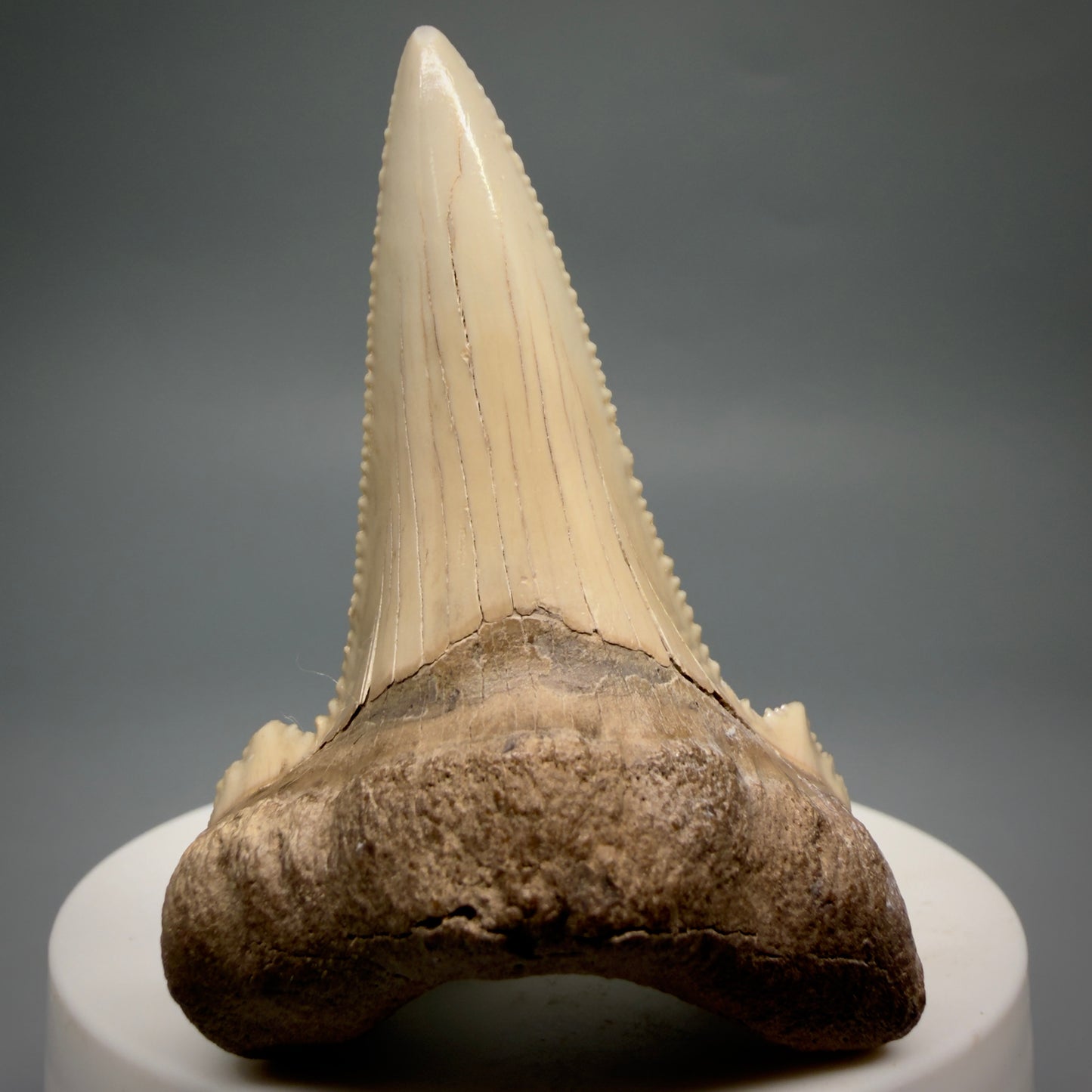 Front View Sharply Serrated 2.37" Carcharocles auriculatus Shark Tooth Fossil - Central Kazakhstan AU404