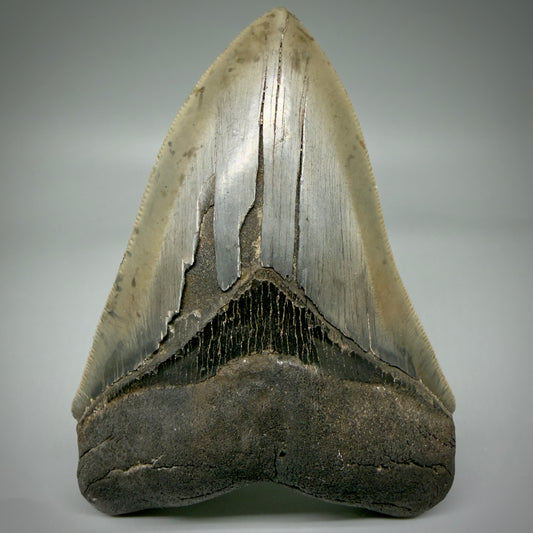 Front View Sharply serrated, heart-shaped 5.22" Collector Megalodon Tooth from South Carolina CM6020