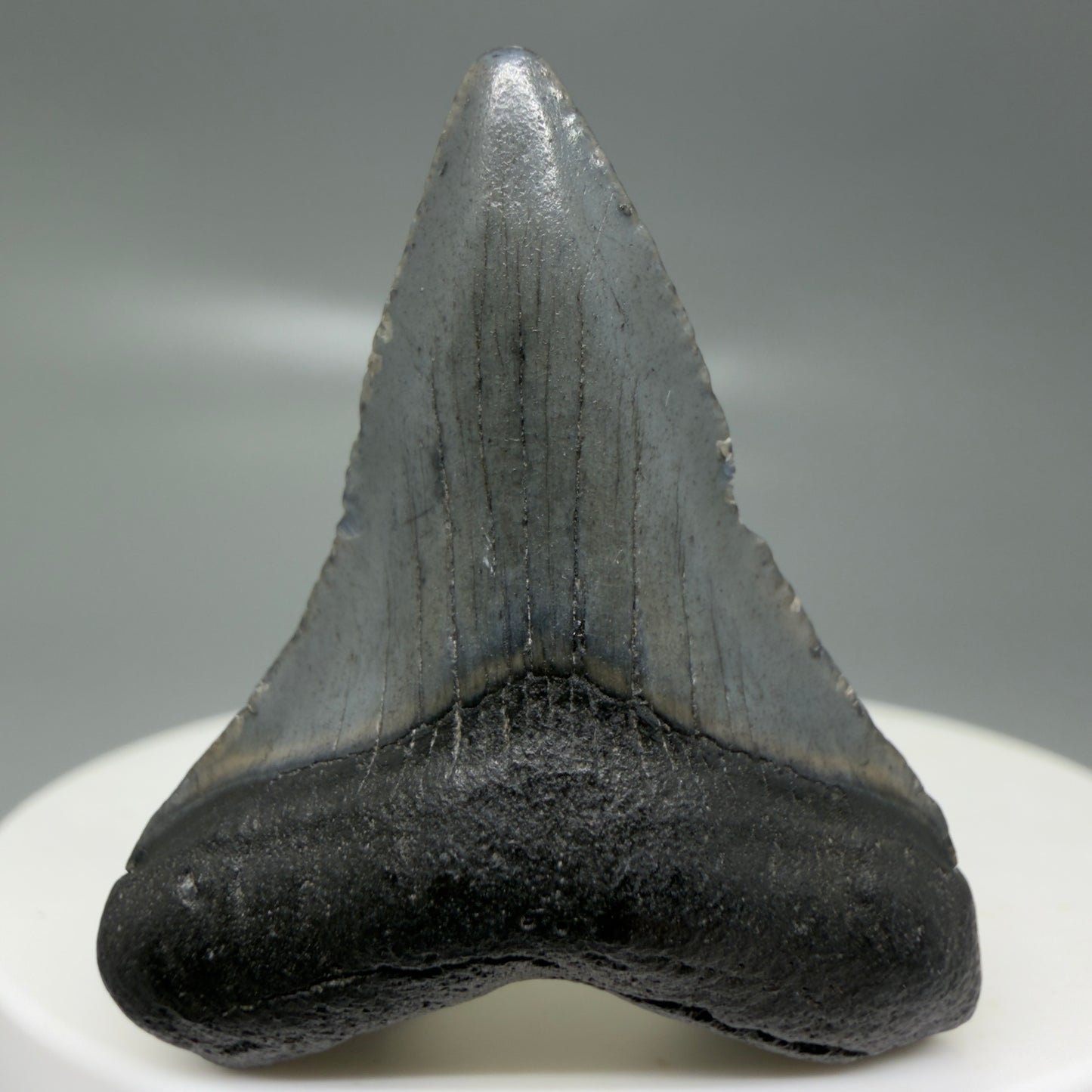 Front View Small 1.55" Colorful Fossil Megalodon Tooth – South Carolina River Find | Authentic CM6122