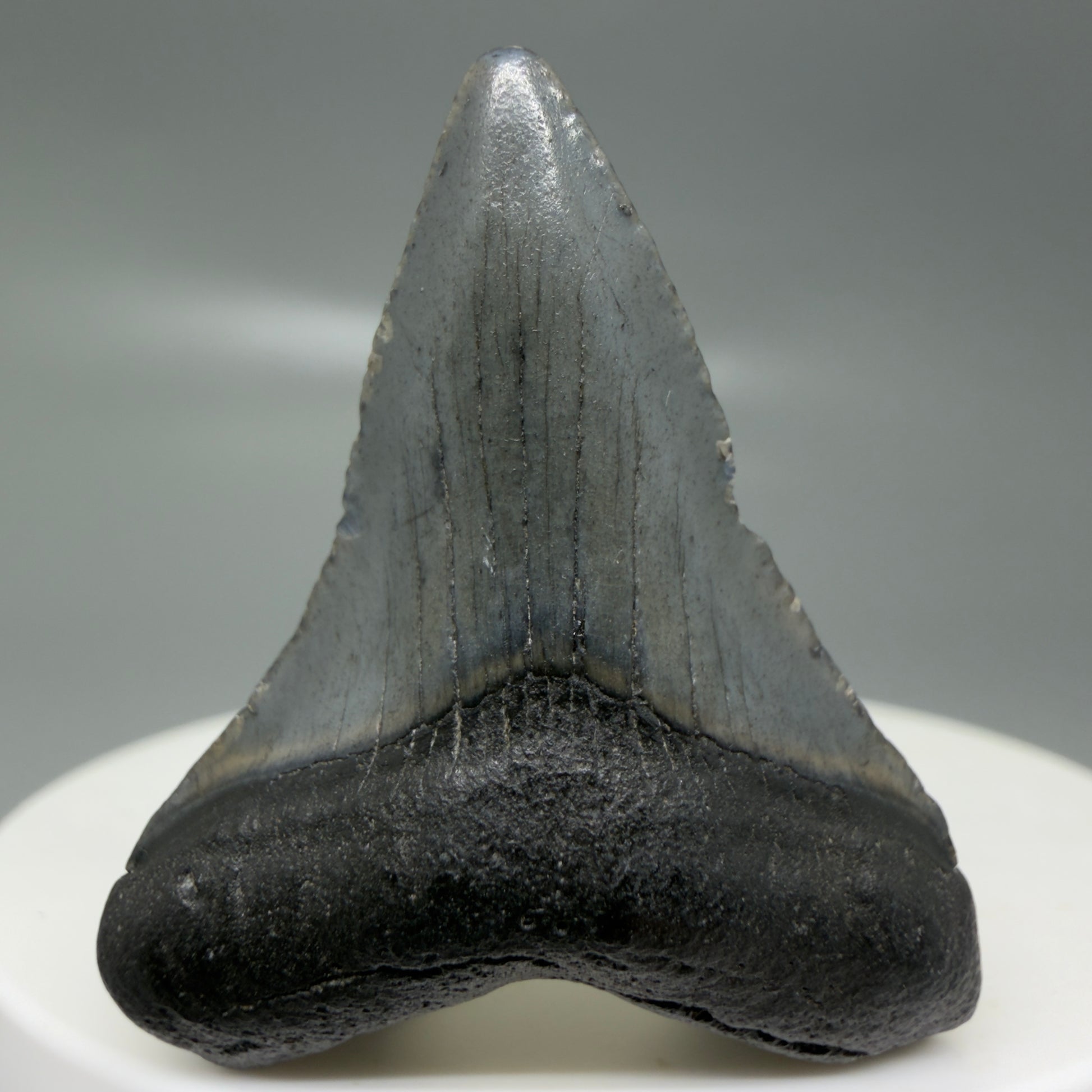 Front View Small 1.55" Colorful Fossil Megalodon Tooth – South Carolina River Find | Authentic CM6122