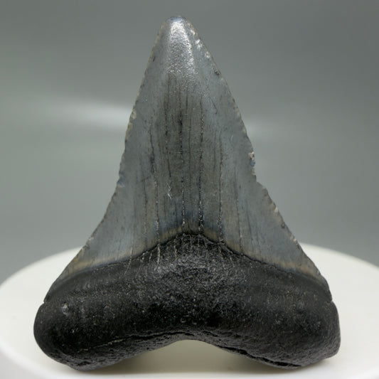 Front View Small 1.55" Colorful Fossil Megalodon Tooth – South Carolina River Find | Authentic CM6122