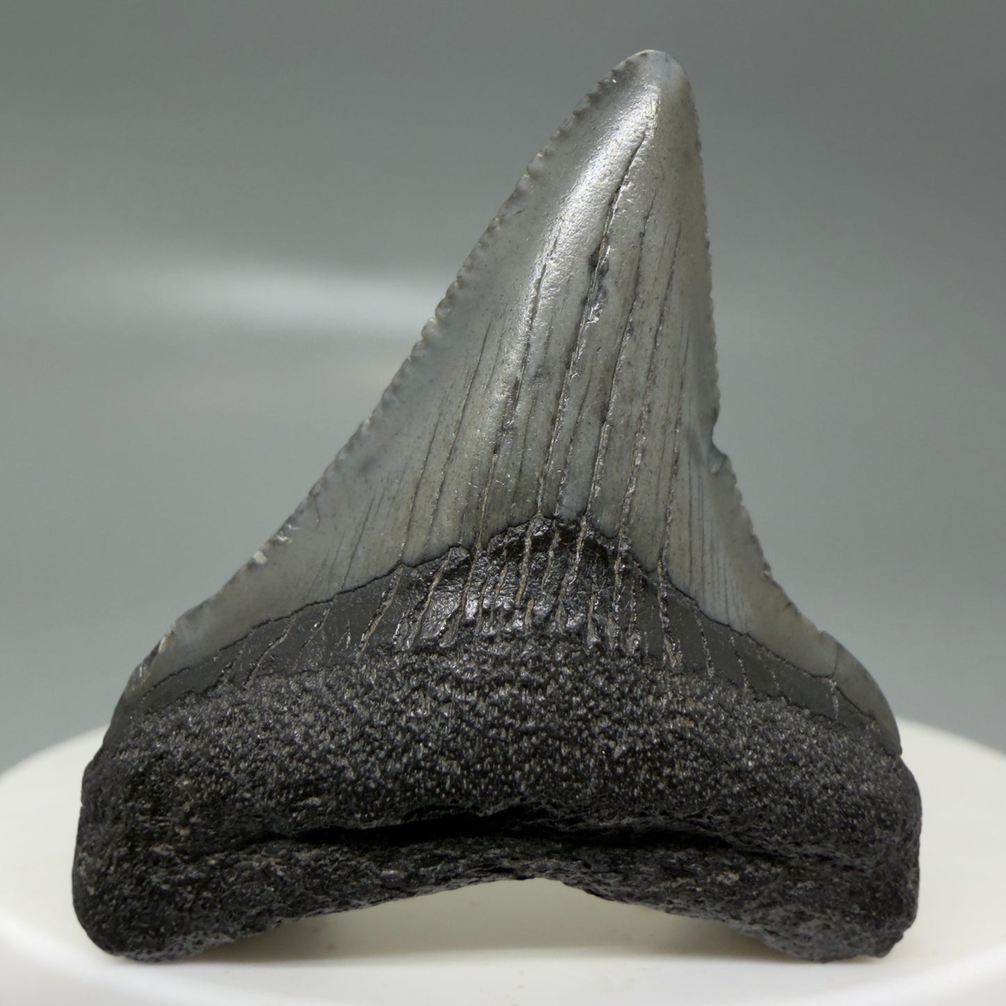 Front View Small 1.63" Colorful Fossil Megalodon Tooth – South Carolina River Find | Authentic CM6123