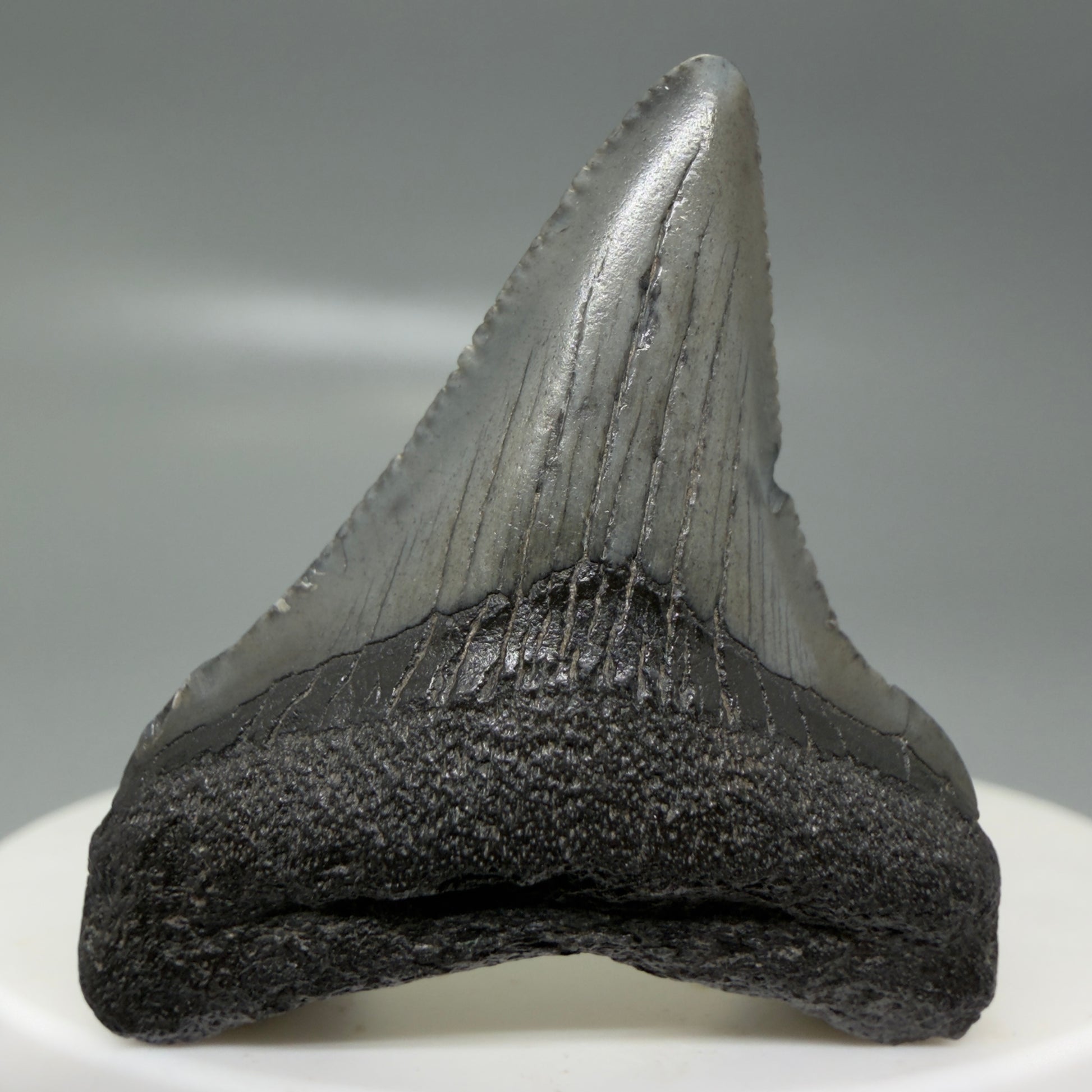Front View Small 1.63" Colorful Fossil Megalodon Tooth – South Carolina River Find | Authentic CM6123