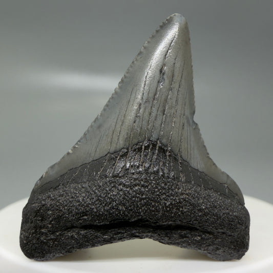 Front View Small 1.63" Colorful Fossil Megalodon Tooth – South Carolina River Find | Authentic CM6123
