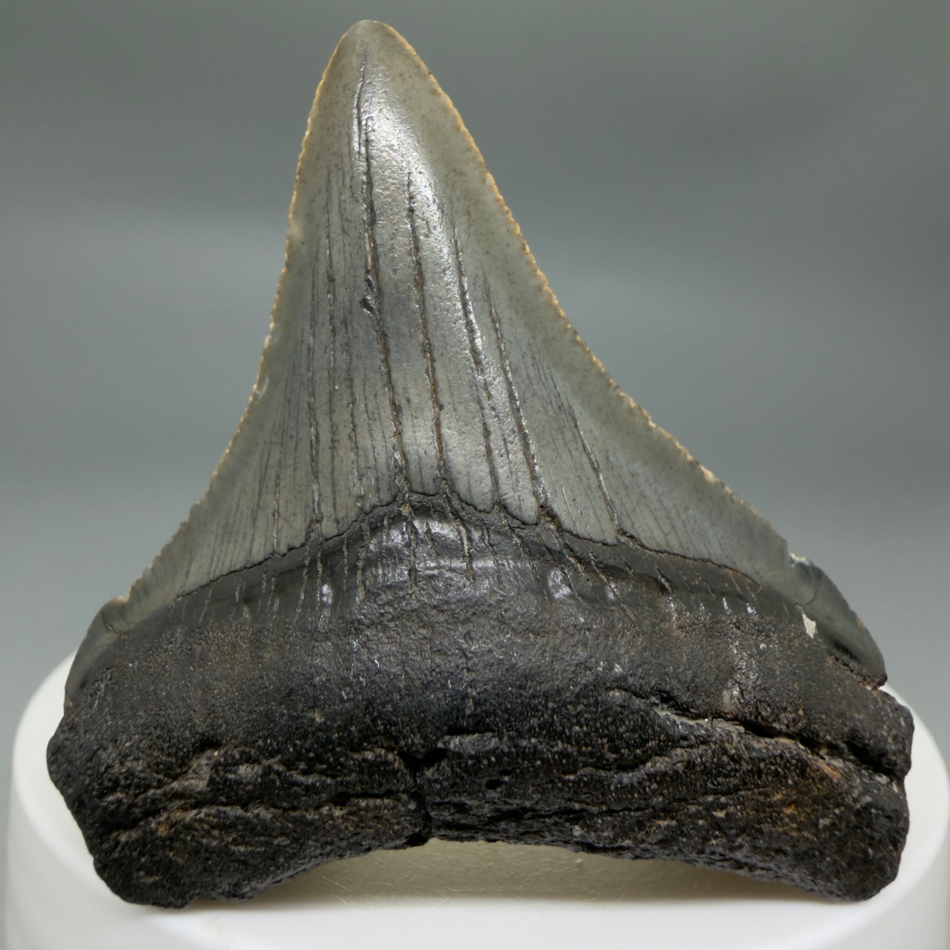 Front View Small 2.18" Fossil Megalodon Tooth – South Carolina River Find | Authentic CM6349