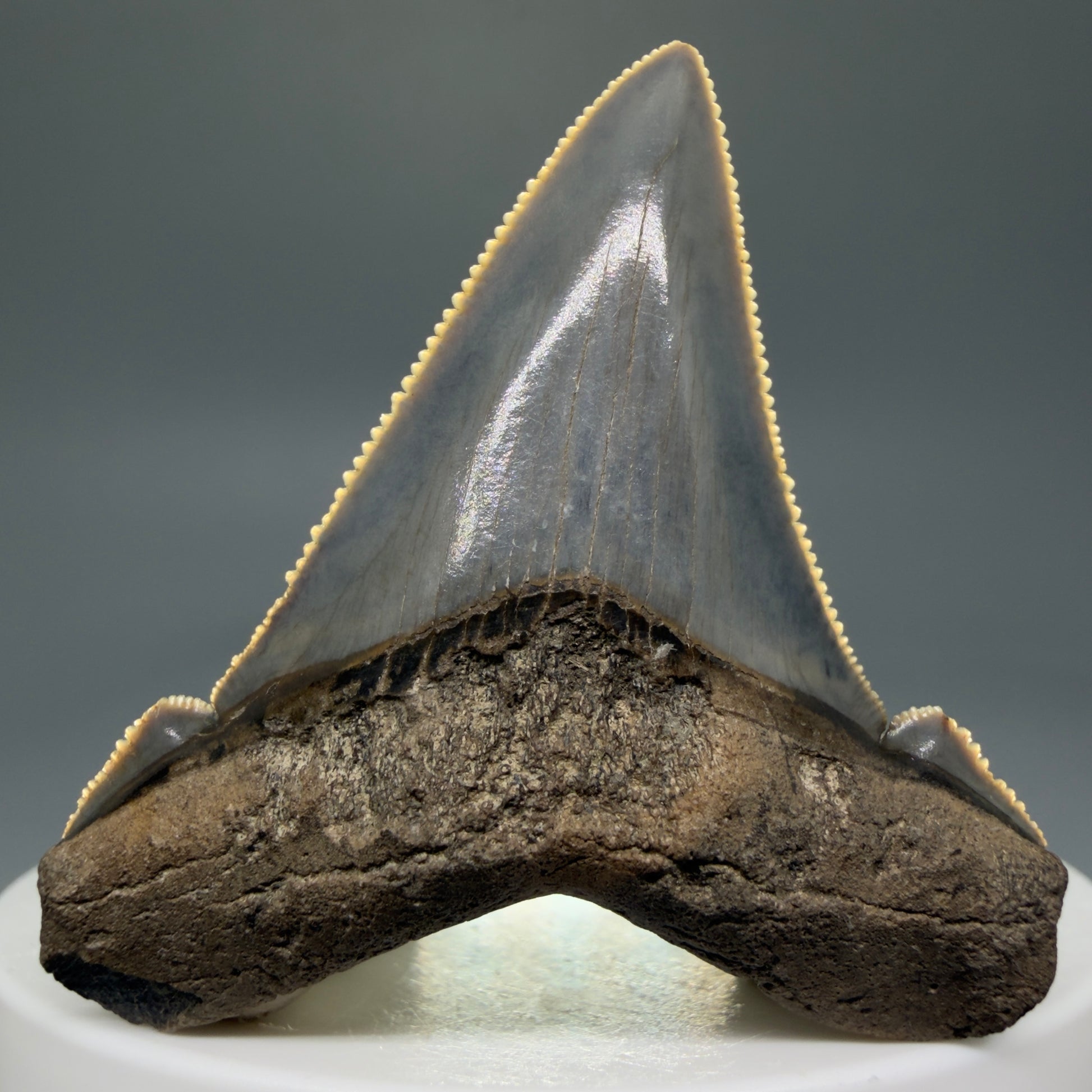 Front View Spectacular 1.96" Serrated Fossil Carcharocles angustidens Shark Tooth - South Carolina AN452