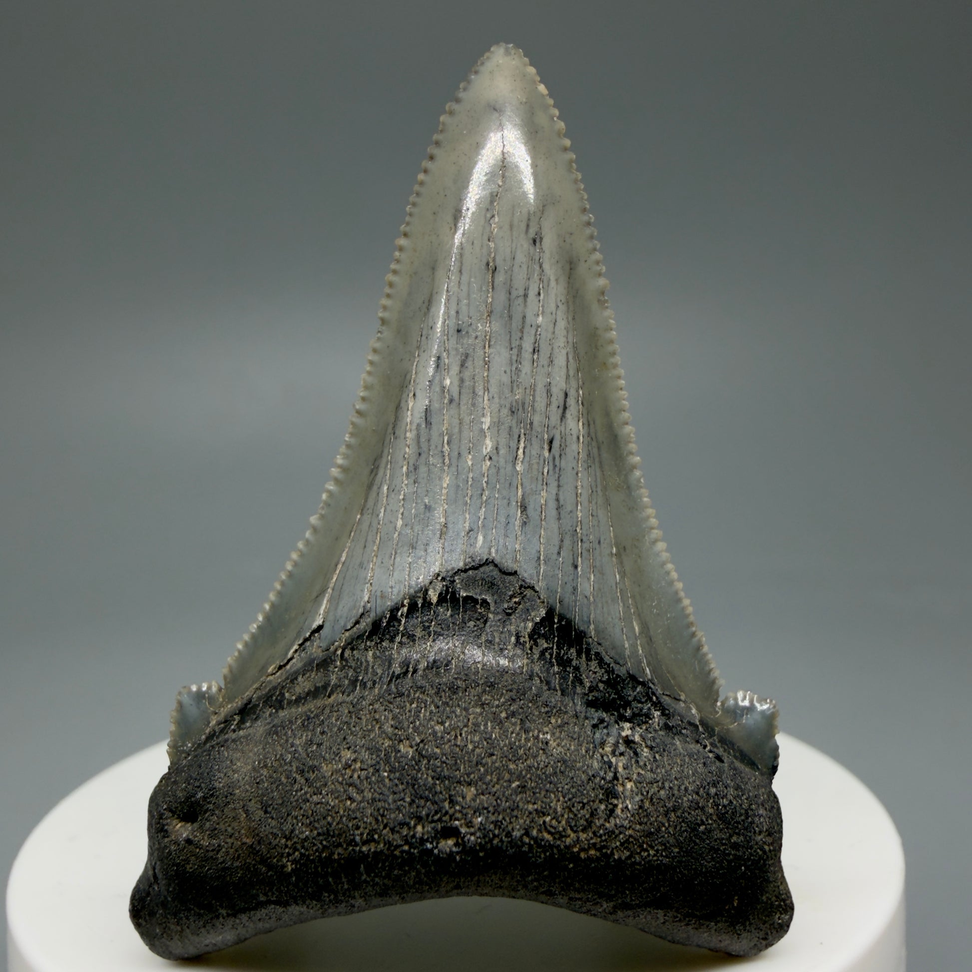 Front View Spectacular 2.34" Serrated Fossil Carcharocles angustidens Shark Tooth from South Carolina GW461