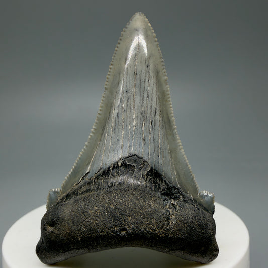 Front View Spectacular 2.34" Serrated Fossil Carcharocles angustidens Shark Tooth from South Carolina GW461
