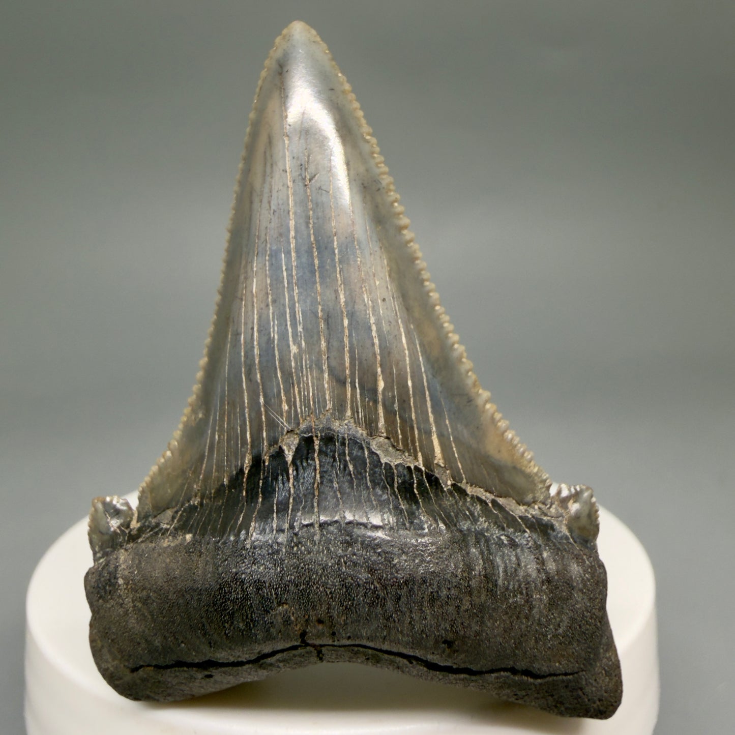 Front View Spectacular 2.40" Serrated Fossil Carcharocles angustidens Shark Tooth from South Carolina AN468