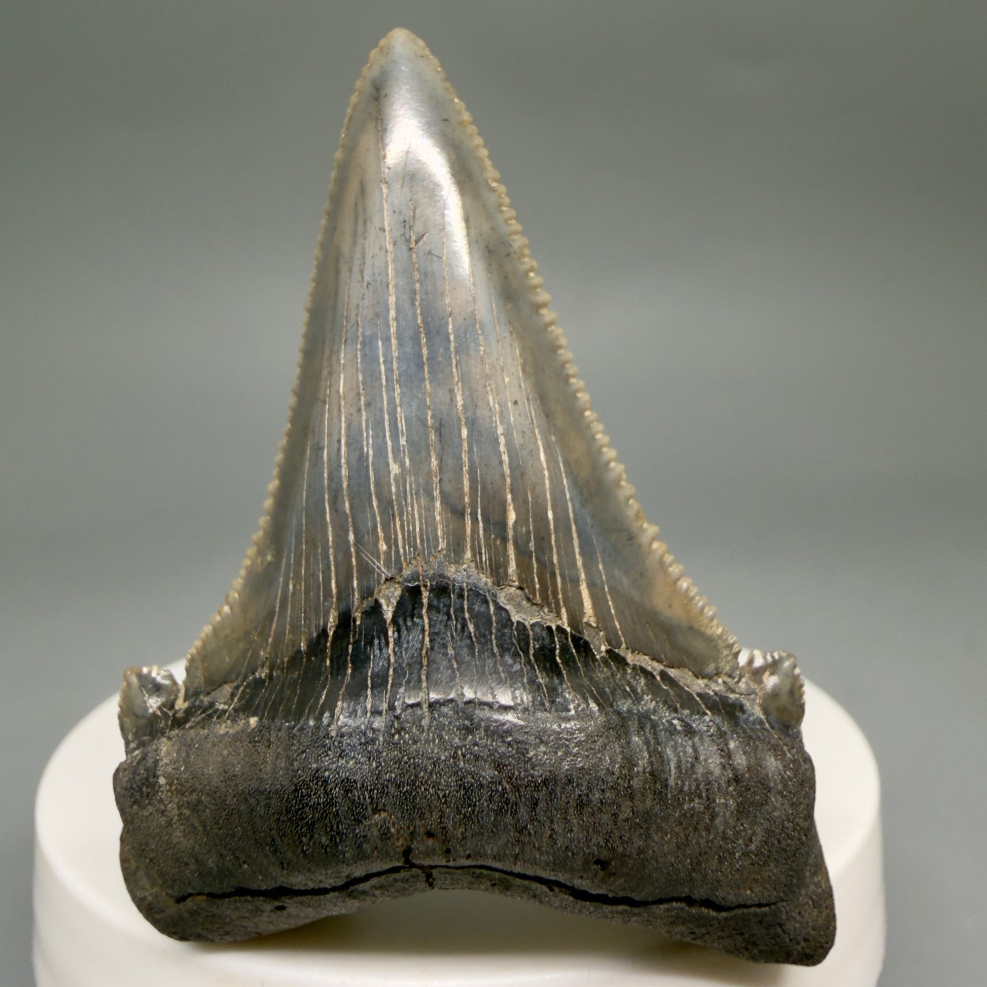 Front View Spectacular 2.40" Serrated Fossil Carcharocles angustidens Shark Tooth from South Carolina AN468