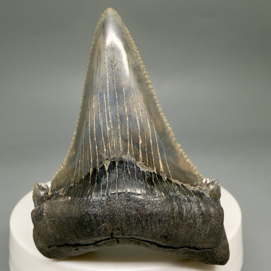 Front View Spectacular 2.40" Serrated Fossil Carcharocles angustidens Shark Tooth from South Carolina AN468