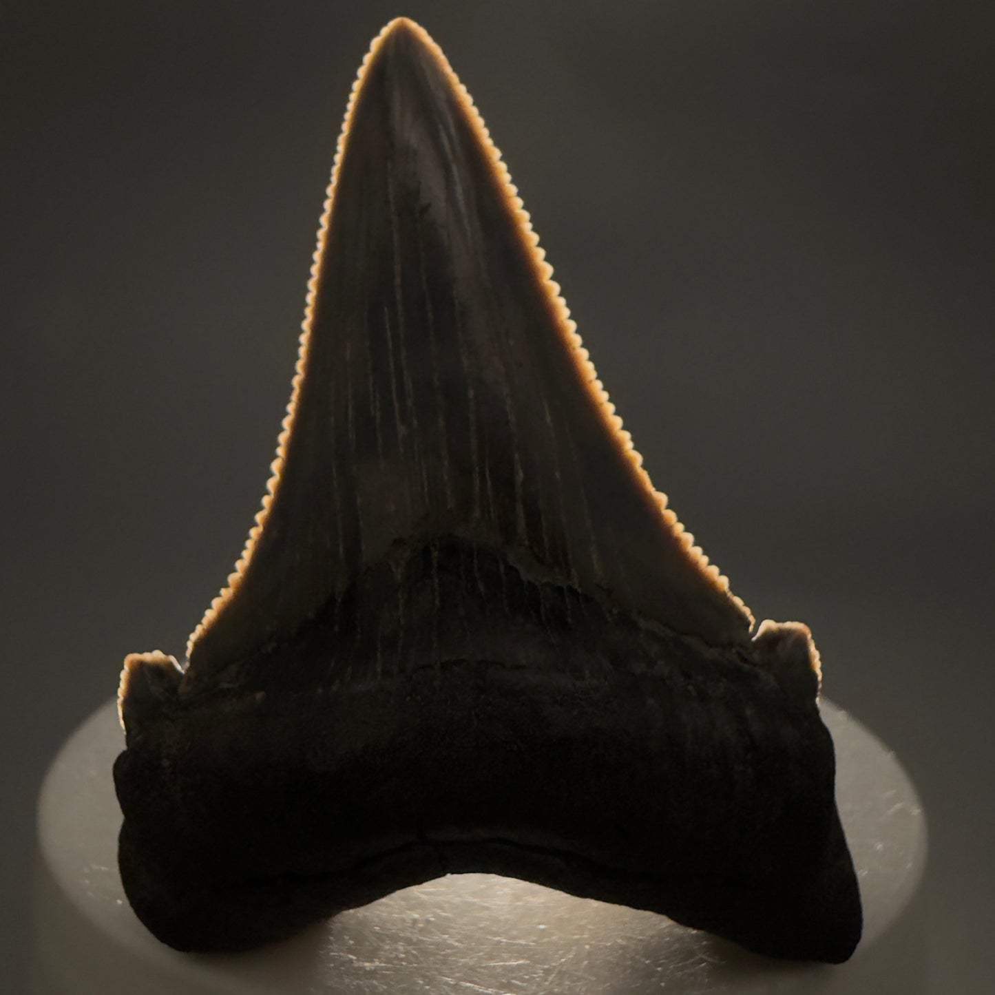 Front View Spectacular 2.40" Serrated Fossil Carcharocles angustidens Shark Tooth from South Carolina AN468 - 1