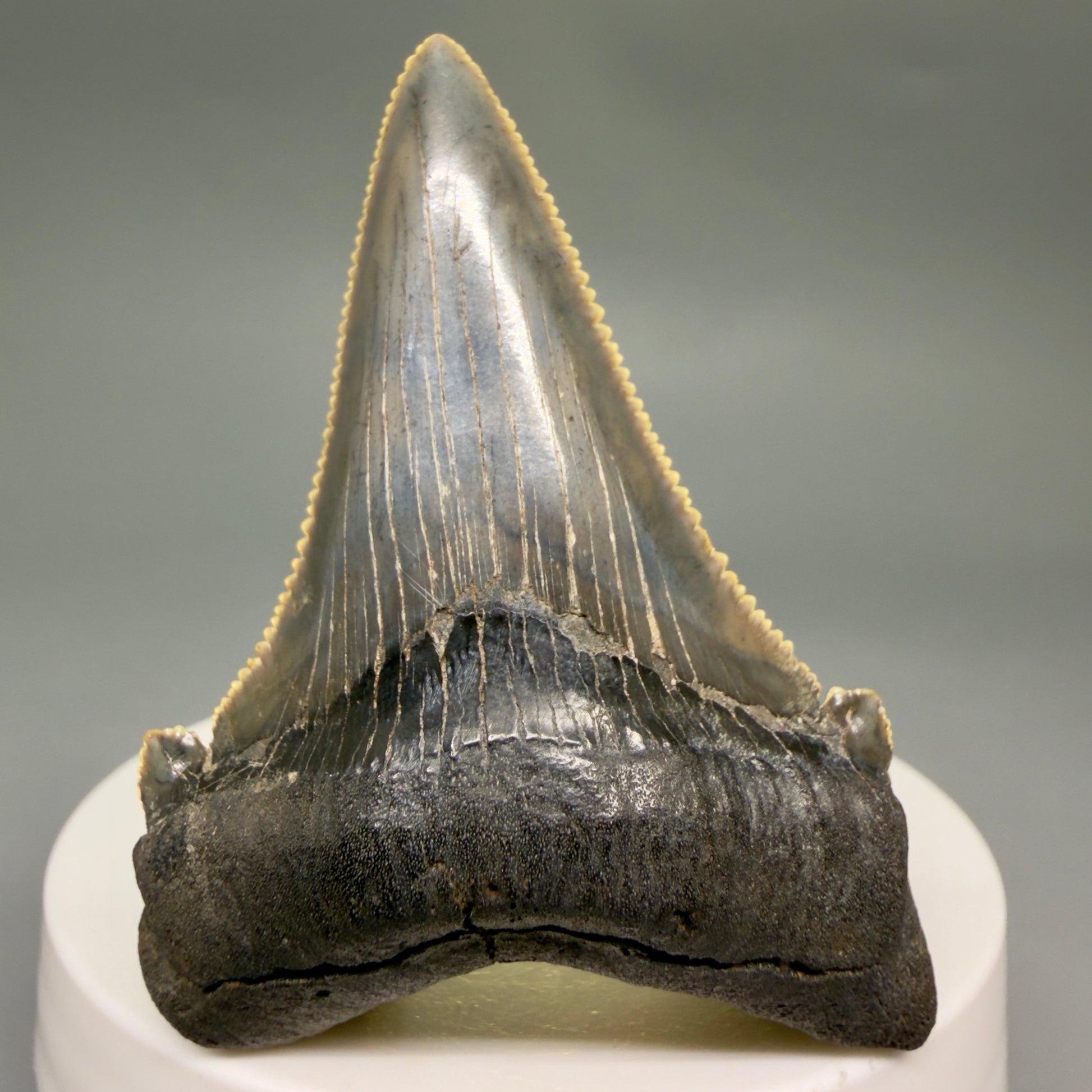 Front View Spectacular 2.40" Serrated Fossil Carcharocles angustidens Shark Tooth from South Carolina AN468 - 2