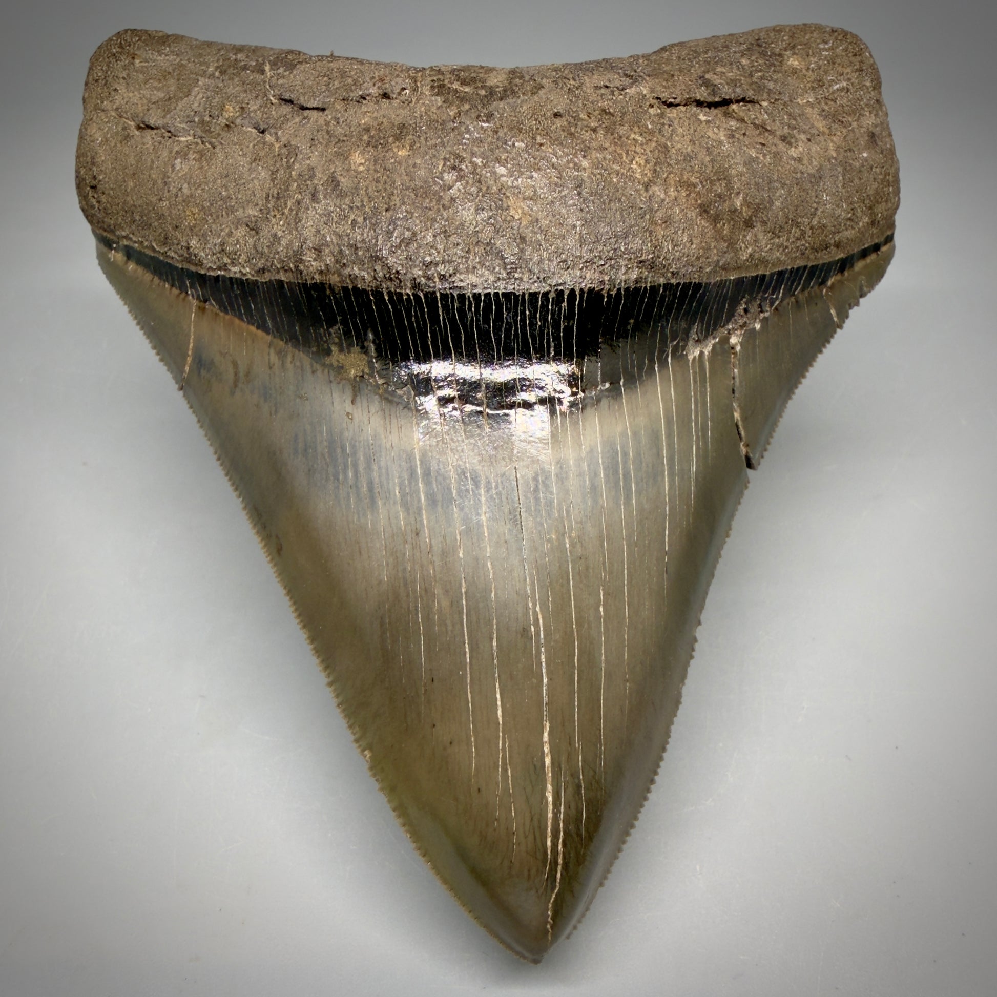 Front View Stellar Lower Lateral 4.67" Fossil Megalodon Shark Tooth - Georgia - Collector's Quality megalodonteeth.com CM6605