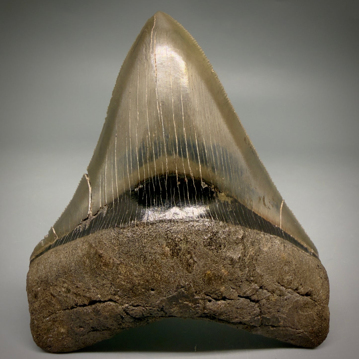 Front View Stellar Lower Lateral 4.67" Fossil Megalodon Shark Tooth - Georgia - Collector's Quality megalodonteeth.com CM6605 - 1
