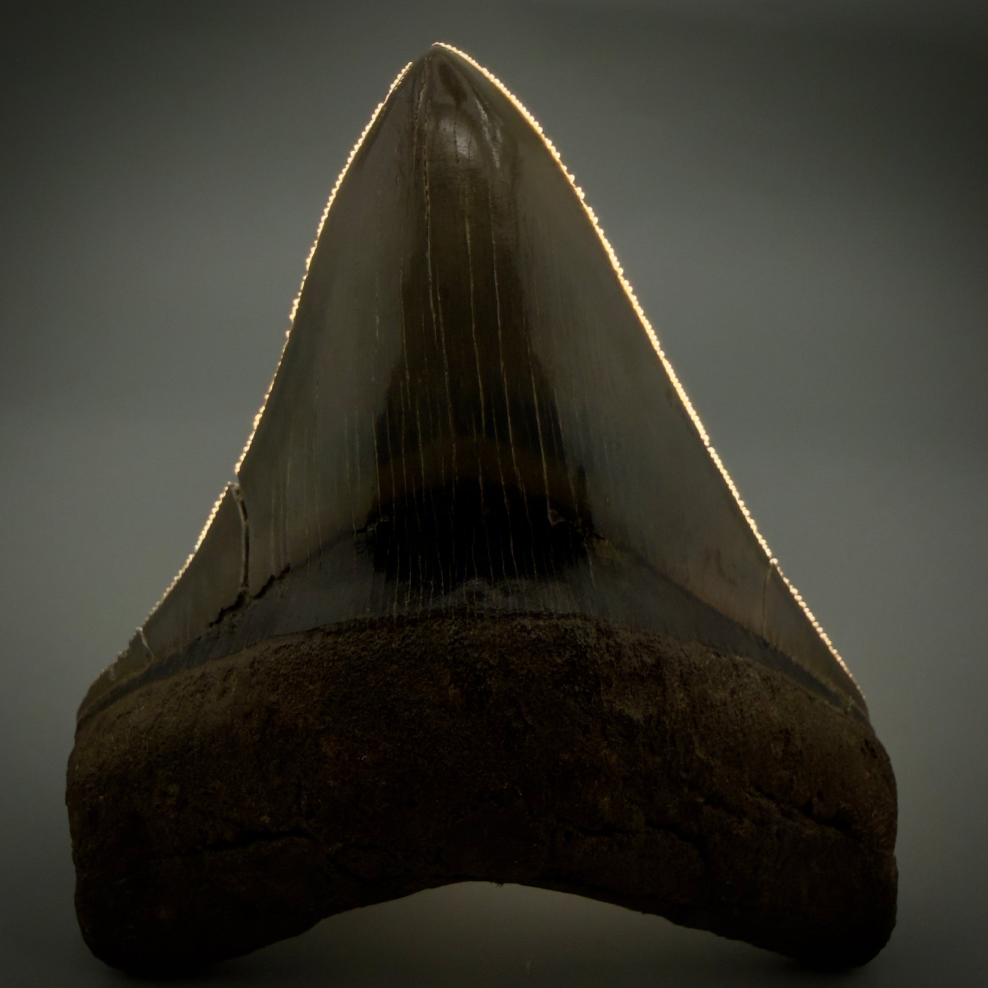 Front View Stellar Lower Lateral 4.67" Fossil Megalodon Shark Tooth - Georgia - Collector's Quality megalodonteeth.com CM6605 - 2