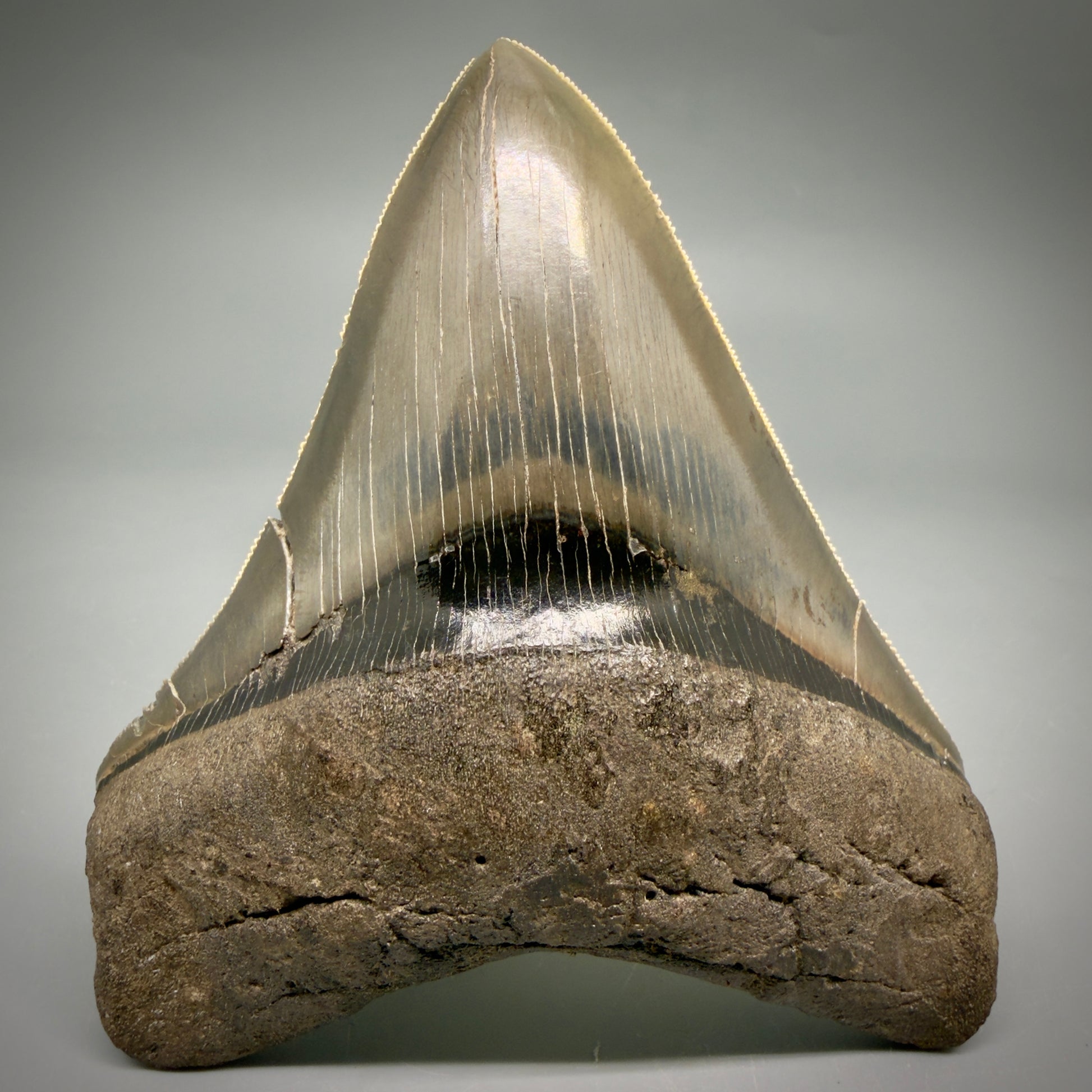 Front View Stellar Lower Lateral 4.67" Fossil Megalodon Shark Tooth - Georgia - Collector's Quality megalodonteeth.com CM6605 - 3