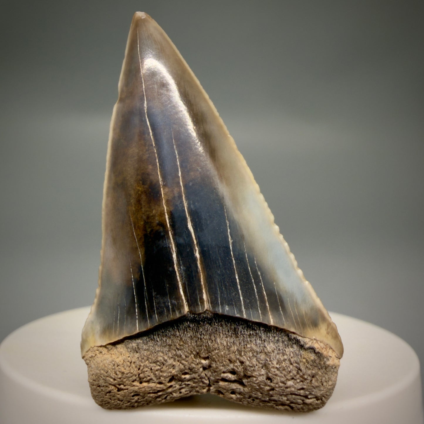 Front View Stunning, colorful 1.99" long Fossil Transitional Great White - Carcharodon hubbelli Tooth from Peru | Fossil for Sale GW1321
