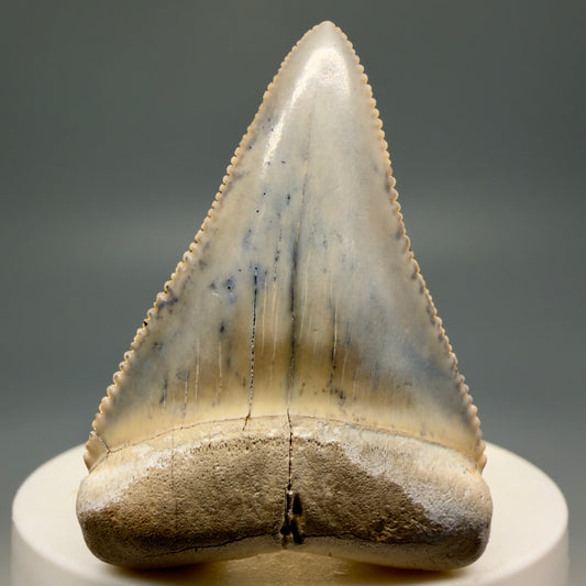 Front View Stunning, colorful 2.03" long Fossil Great White Tooth from the deserts of Peru GW1255
