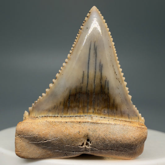 Front View Stunning, high quality 1.44" long Fossil Great White Tooth from the deserts of Peru GW1262