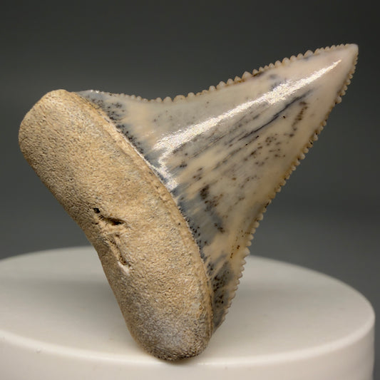 Front View Stunning, high quality 1.50" long Fossil Great White Tooth from the deserts of Peru GW1263 