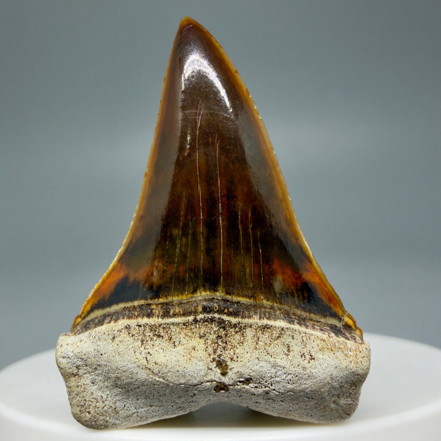 Front View Stunning, high quality 1.53" long Fossil Transitional Great White - Carcharodon hubbelli Tooth from Peru | Fossil for Sale