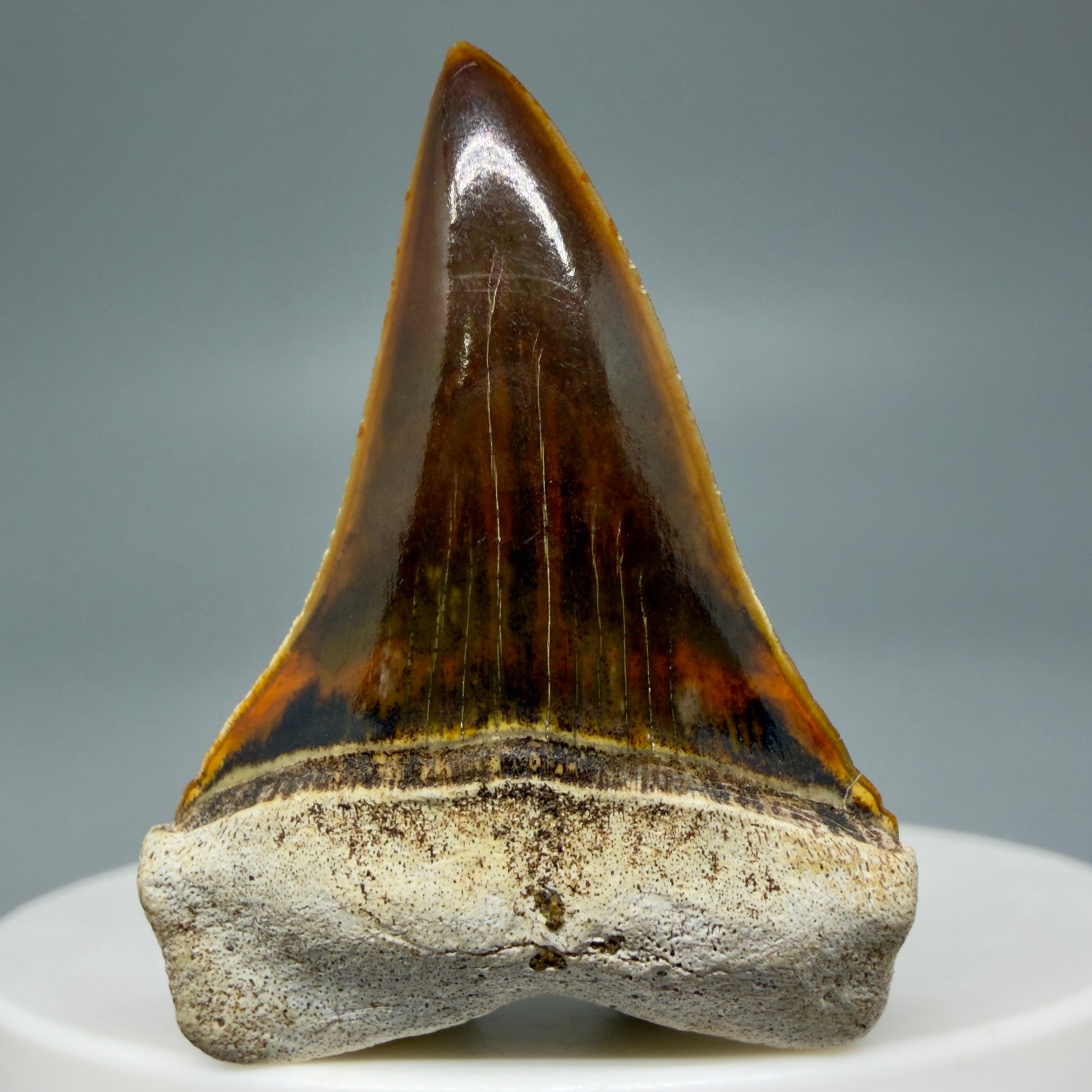 Front View Stunning, high quality 1.53" long Fossil Transitional Great White - Carcharodon hubbelli Tooth from Peru | Fossil for Sale