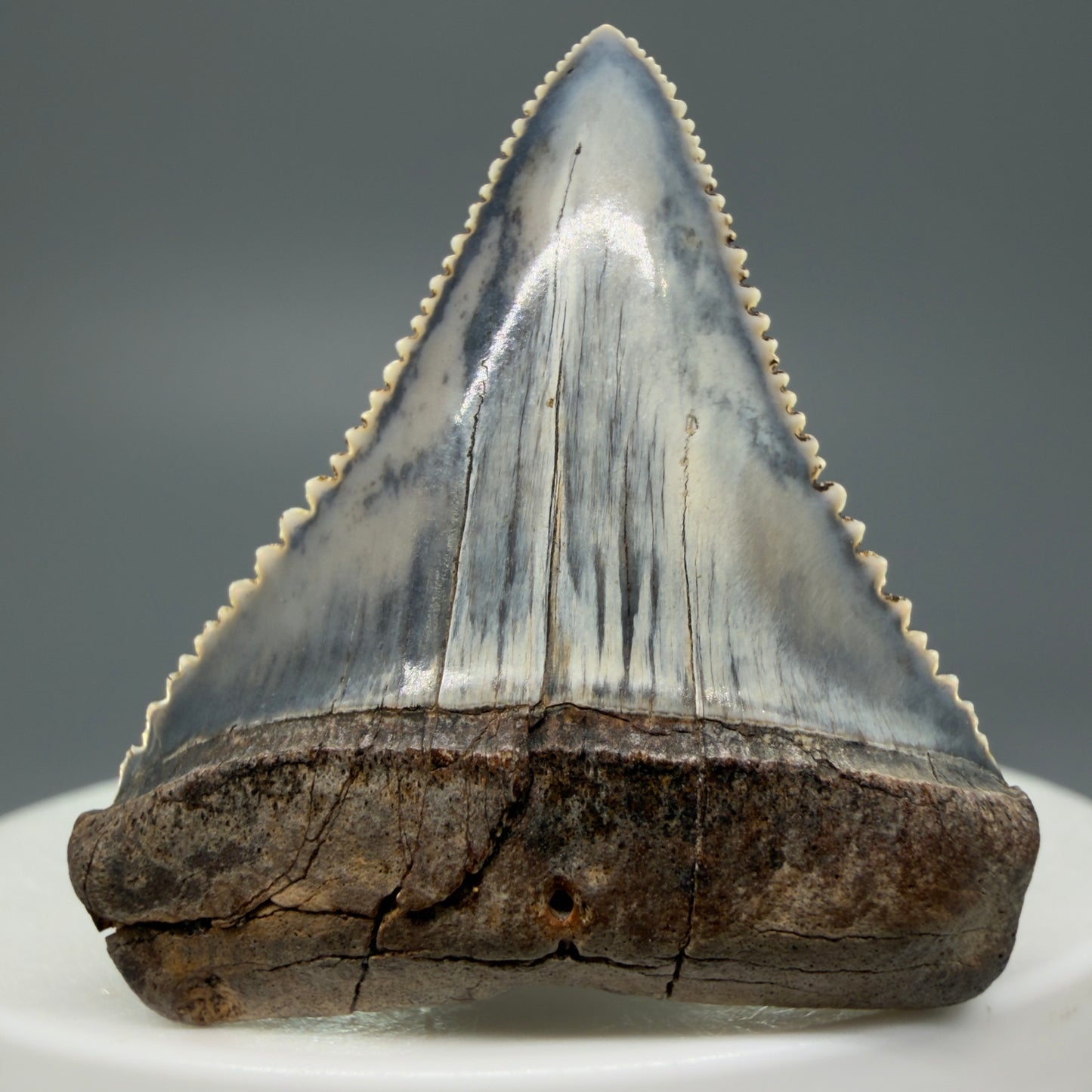 Front View Stunning, high quality 1.54" long Fossil Great White Tooth from the deserts of Peru GW1234