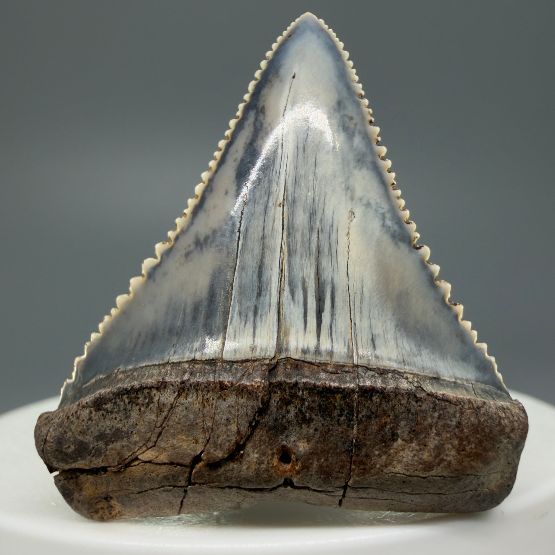 Front View Stunning, high quality 1.54" long Fossil Great White Tooth from the deserts of Peru GW1234