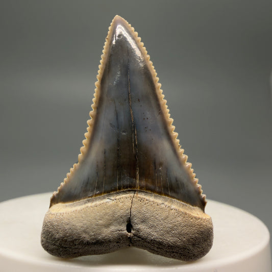 Front View Stunning, high quality 1.59" long Fossil Great White Tooth from the deserts of Peru GW1247