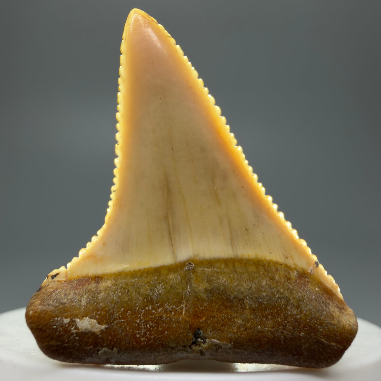 Front View Stunning, high quality 1.72" long Fossil Great White Tooth from the deserts of Peru GW1235