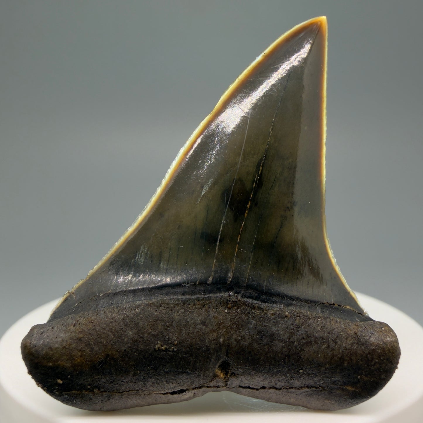 Front View Stunning, high quality 1.96" long Fossil Transitional Great White - Carcharodon hubbelli Tooth from Peru | Authentic Fossil for Sale GW1246