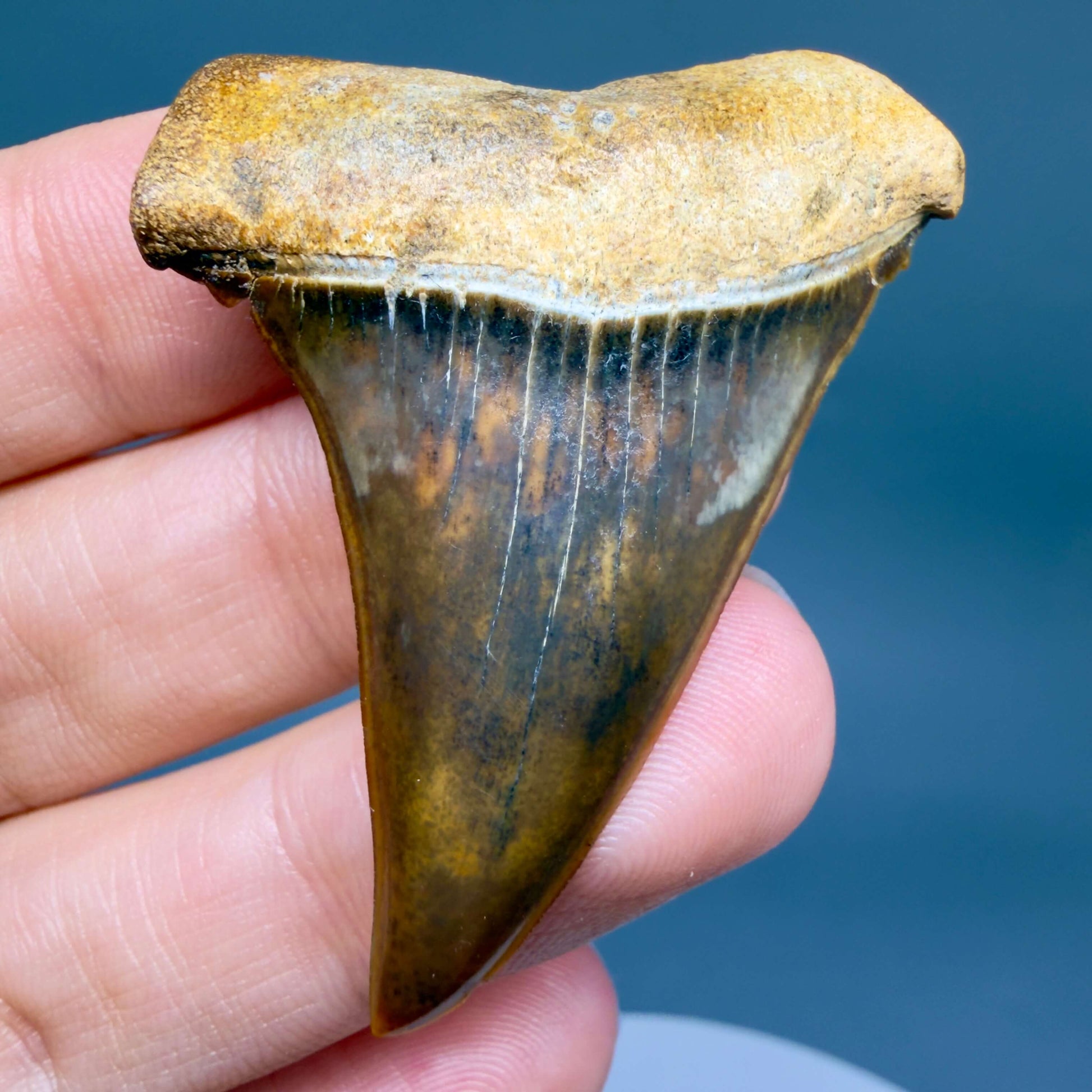 Front View Stunning, high quality 1.97" long Fossil Transitional Great White - Carcharodon hubbelli Tooth from Peru GW1361 - 1