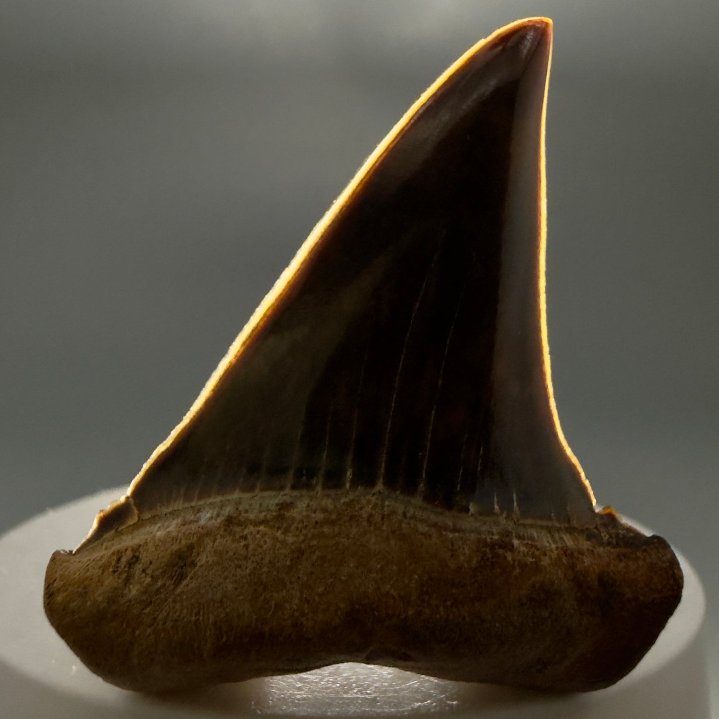 Front View Stunning, high quality 1.97" long Fossil Transitional Great White - Carcharodon hubbelli Tooth from Peru GW1361 - 2