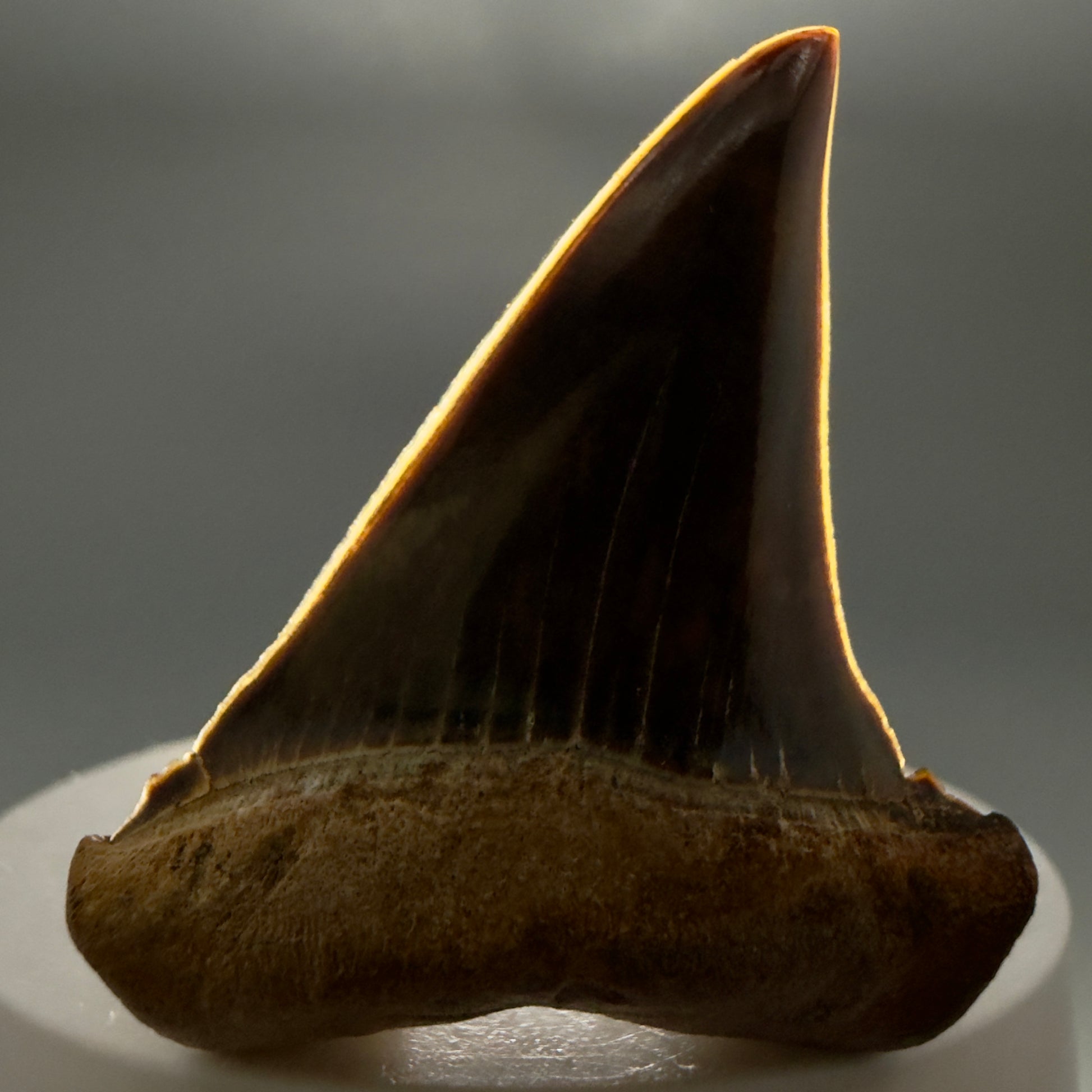 Front View Stunning, high quality 1.97" long Fossil Transitional Great White - Carcharodon hubbelli Tooth from Peru GW1361 - 2