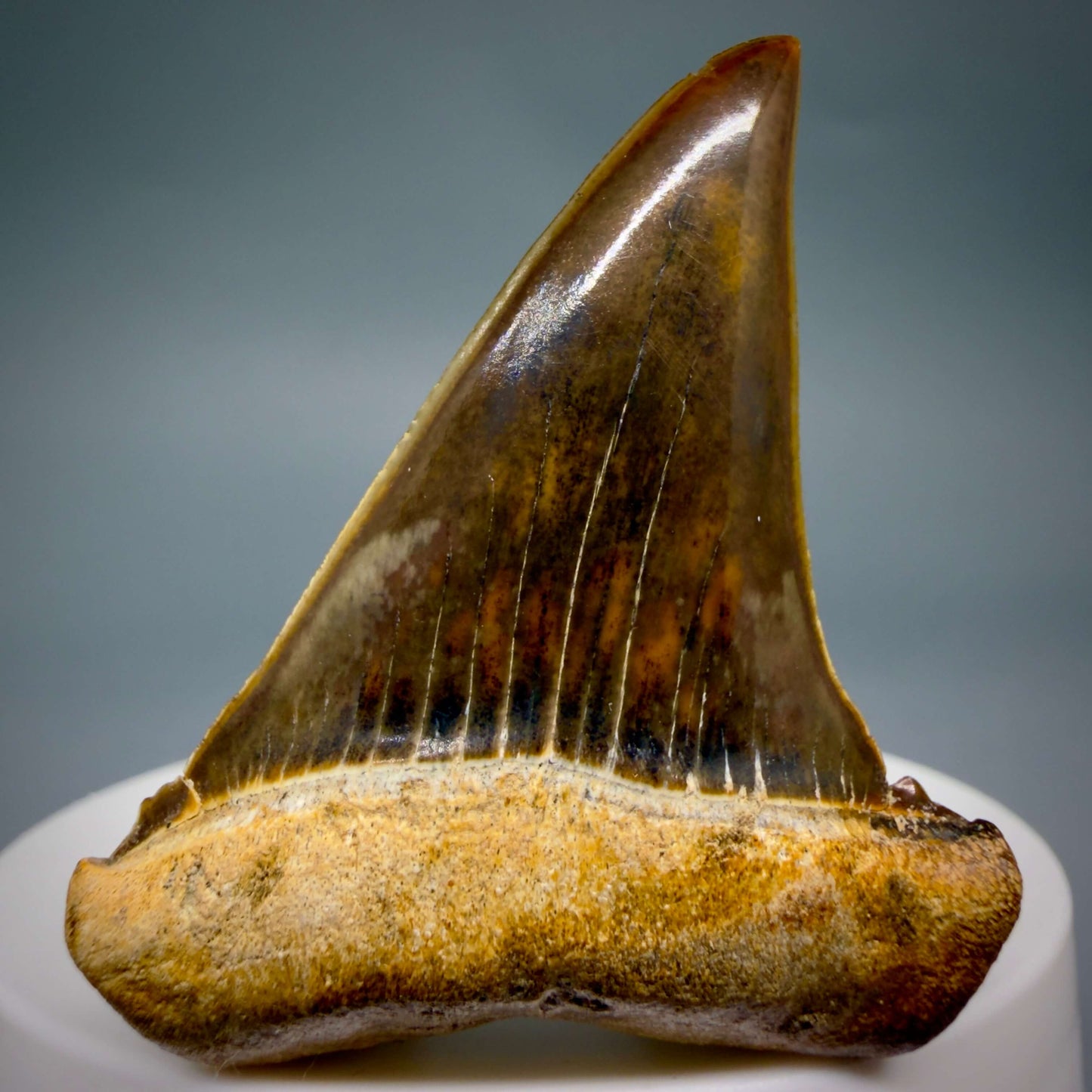 Front View Stunning, high quality 1.97" long Fossil Transitional Great White - Carcharodon hubbelli Tooth from Peru GW1361 - 3