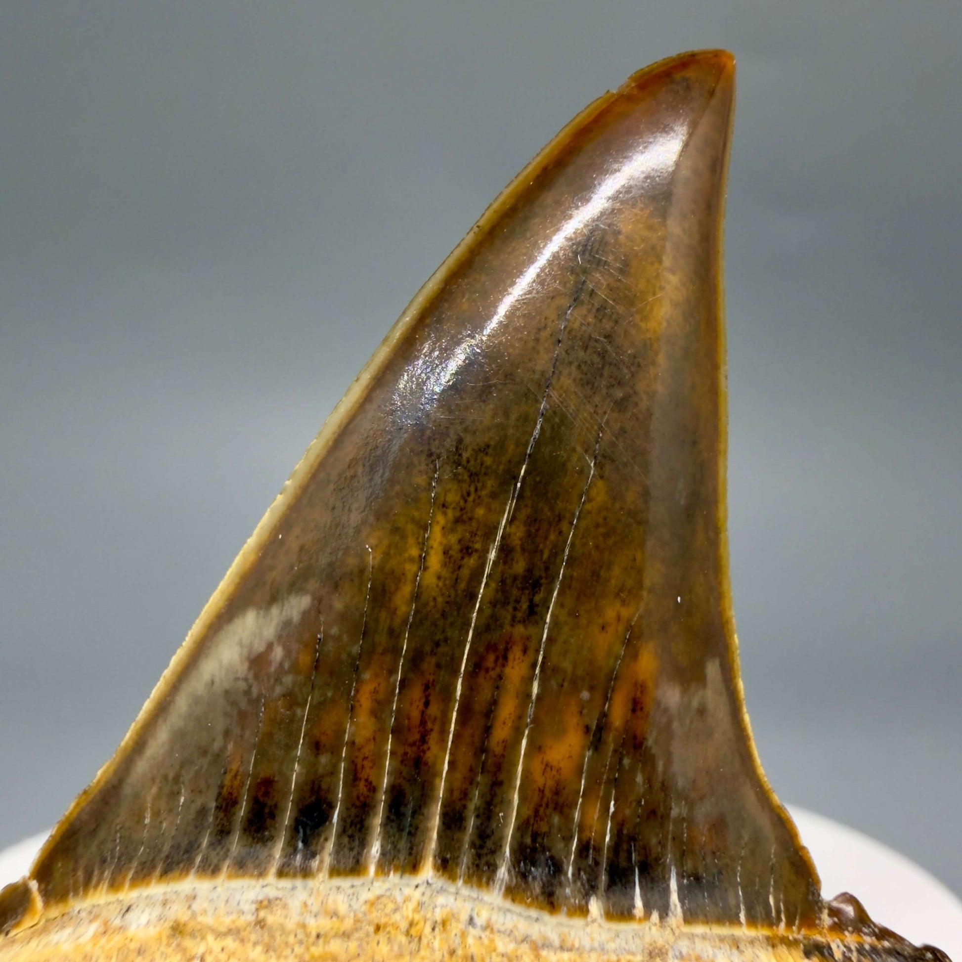 Front View Stunning, high quality 1.97" long Fossil Transitional Great White - Carcharodon hubbelli Tooth from Peru GW1361 - 4