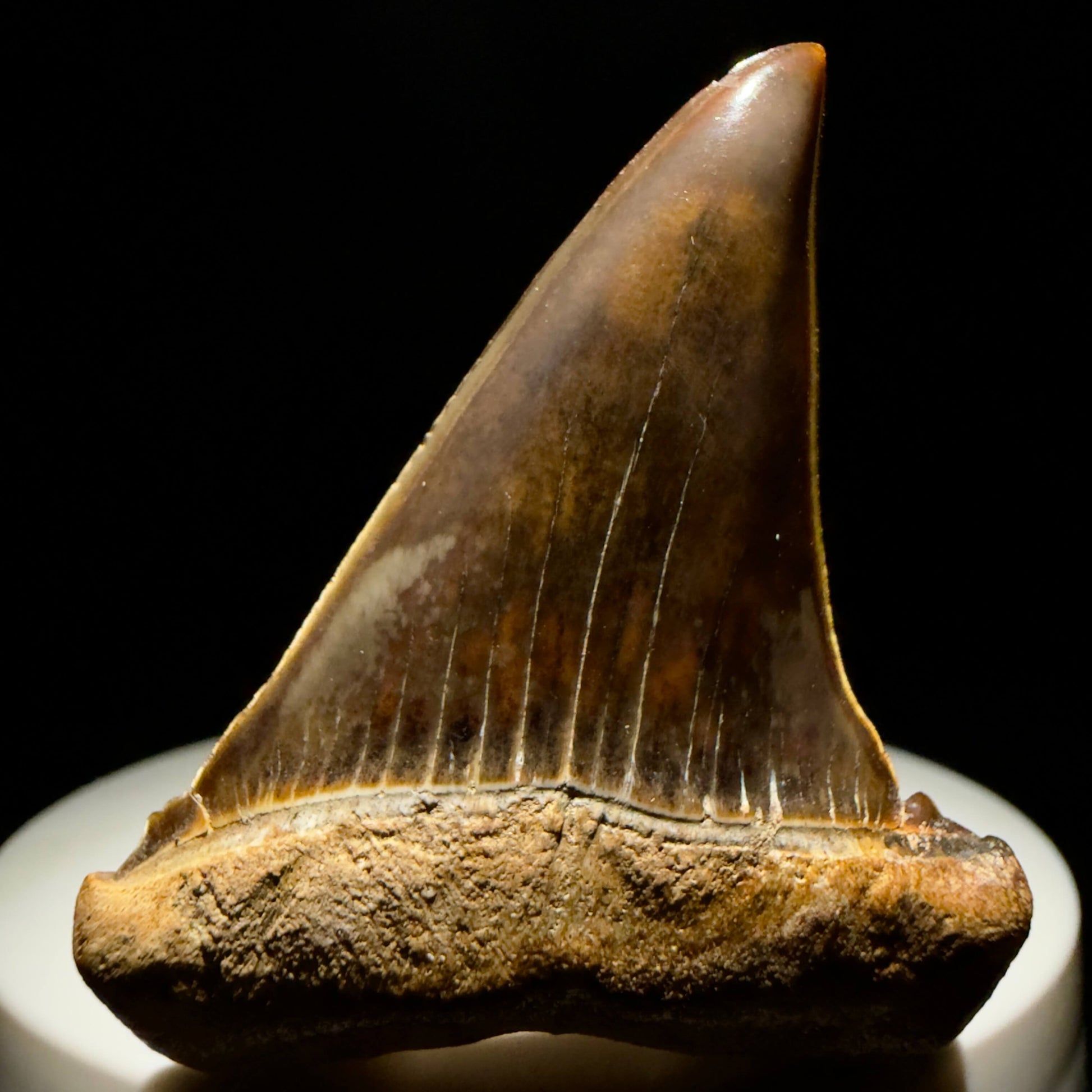 Front View Stunning, high quality 1.97" long Fossil Transitional Great White - Carcharodon hubbelli Tooth from Peru GW1361 - 5