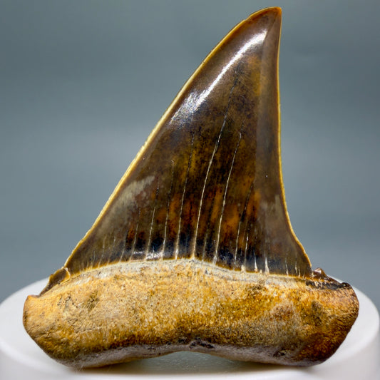 Front View Stunning, high quality 1.97" long Fossil Transitional Great White - Carcharodon hubbelli Tooth from Peru GW1361