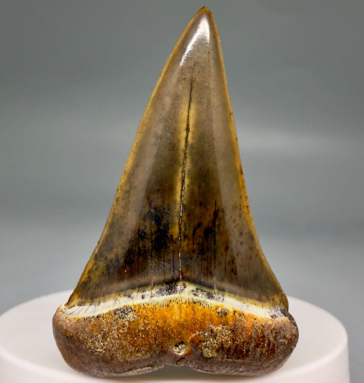 Front View Stunning, high quality 1.99" long Fossil Transitional Great White - Carcharodon hubbelli Tooth from Peru | Fossil for Sale megalodonteeth.com GW1379
